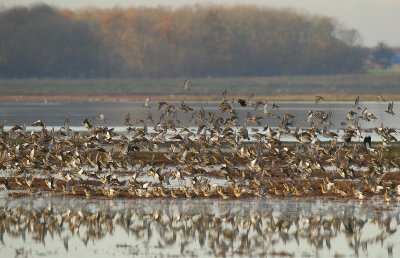 Goudplevier - Pluvialis apricaria - Golden Plover