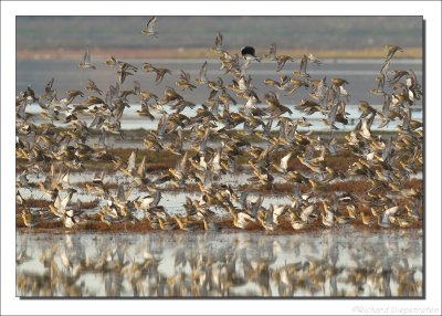 Goudplevier - Pluvialis apricaria - Golden Plover