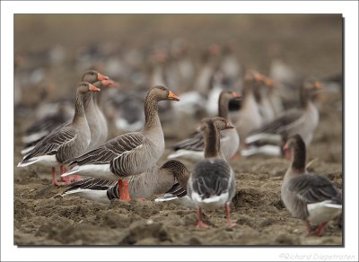 Grauwe Gans - Anser anser - Greylag Goose
