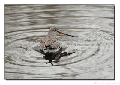 Zwarte Ruiter - Tringa erythropus - Spotted Redshank