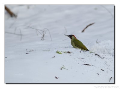 Groene Specht    -    Green Woodpecker