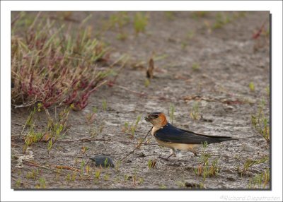 Roodstuitzwaluw - Hirundo daurica - Red-rumped Swallow