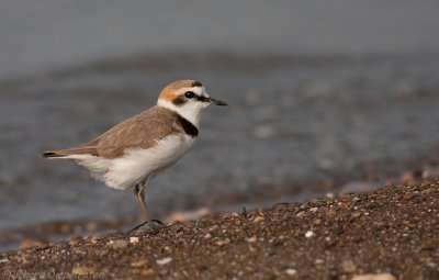 Strandplevier - Charadrius alexandrinus - Kentish Plover