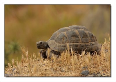 Moorse Landschildpad - Testudo Graeca - Spur - Tightea turtoise
