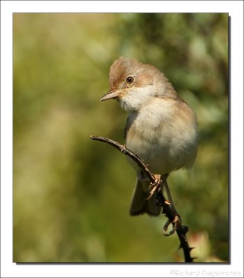 Grasmus - Sylvia communis - Whitethroat