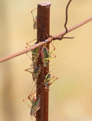 Endemic grasshopper - Poecilimon mytelenensis