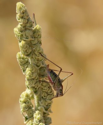 Endemic grasshopper - Poecilimon mytelenensis
