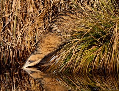 Roerdomp - Botaurus stellaris - Bittern