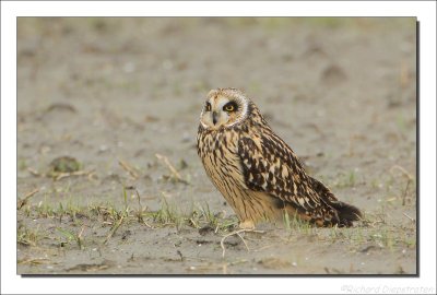 Velduil - Asio flammeus - Short-eared Owl