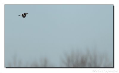 Klapekster - Lanius excubitor - Great Grey Shrike