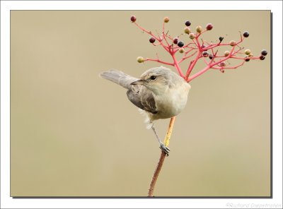 Sperwergrasmus - Sylvia nisoria - Barred Warbler
