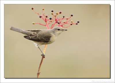 Sperwergrasmus - Sylvia nisoria - Barred Warbler