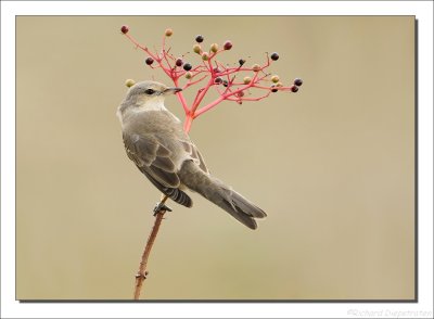 Sperwergrasmus - Sylvia nisoria - Barred Warbler