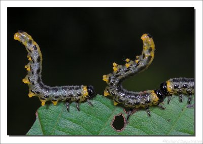 Rupsen - Caterpillars