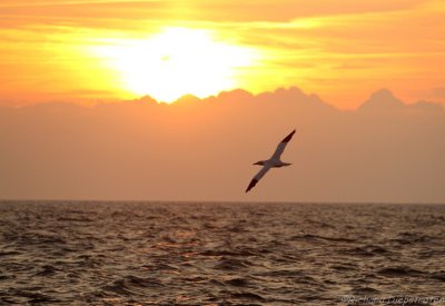 Jan van Gent - Sula bassana - Northern Gannet