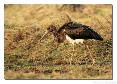 Zwarte Ooievaar - Ciconia nigra - Black Stork