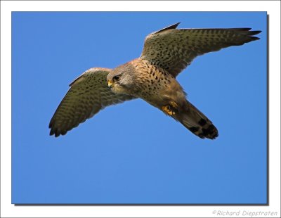 Torenvalk - Falco tinnunculus - Common Kestrel