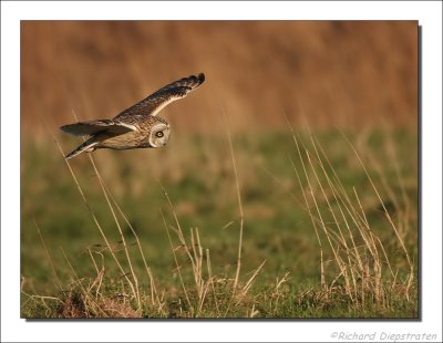 Velduil - Asio flammeus - Short-eared Owl