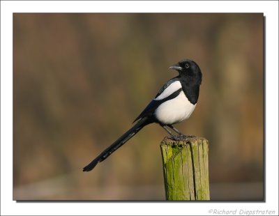 Ekster - Pica pica - Magpie