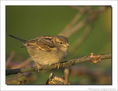 Huismus - Passer domesticus - House Sparrow