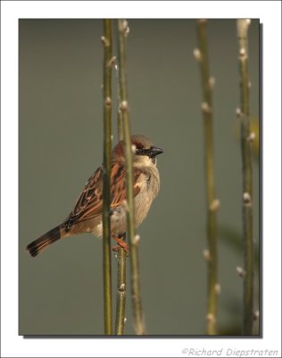 Huismus    -    House Sparrow