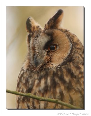 Ransuil - Asio otus - Long-eared Owl