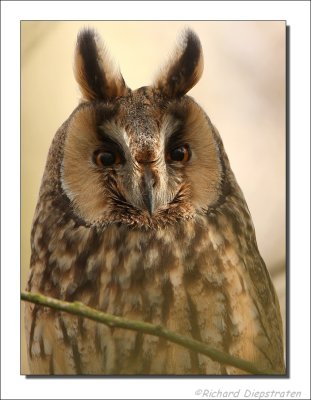 Ransuil - Asio otus - Long-eared Owl