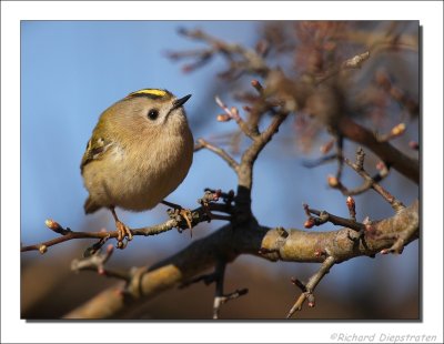 Goudhaan - Regulus regulus - Goldcrest