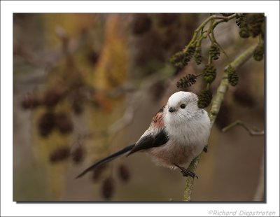 Staartmees - Aegithalos caudatus - Long-tailed Tit