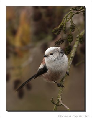 Staartmees - Aegithalos caudatus - Long-tailed Tit