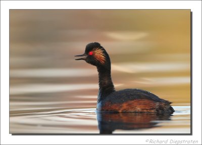 Geoorde Fuut - Podiceps nigricollis - Black-necked Grebe