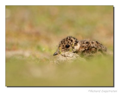 Kievit - Vanellus vanellus - Lapwing