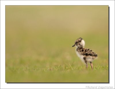 Kievit - Vanellus vanellus - Lapwing