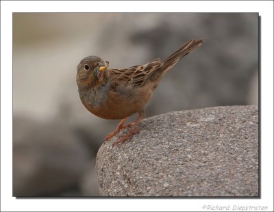 Bruinkeelortolaan - Emberiza caesia - Cretzschmar's Bunting