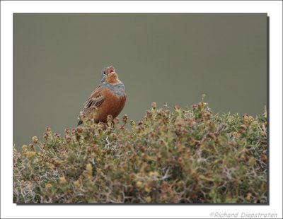 Bruinkeelortolaan - Emberiza caesia - Cretzschmar's Bunting