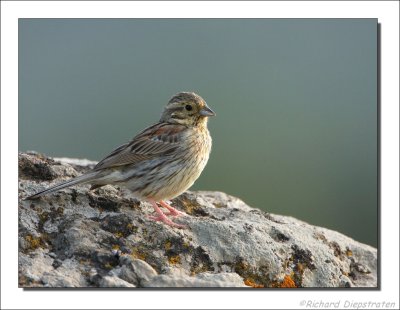 Cirlgors - Emberiza cirlus - Cirl Bunting