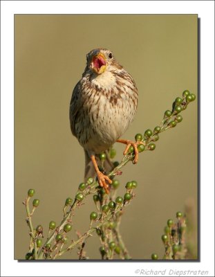 Grauwe Gors - Emberiza calandra - Corn Bunting