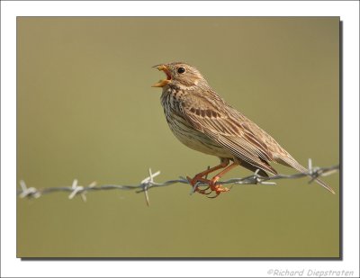 Grauwe Gors - Emberiza calandra - Corn Bunting