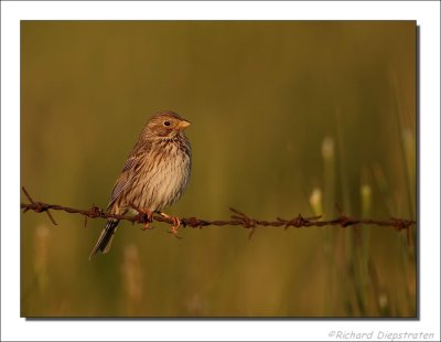 Grauwe Gors - Emberiza calandra - Corn Bunting