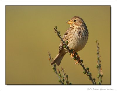 Grauwe Gors - Emberiza calandra - Corn Bunting