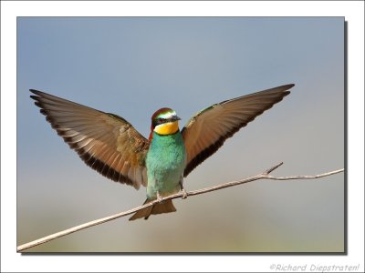 Bijeneter - Merops apiaster - Bee-eater