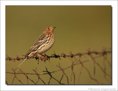 Roodkeelpieper - Anthus cervinus - Red-Throated Pipit