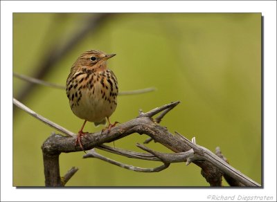 Roodkeelpieper - Anthus cervinus - Red-Throated Pipit