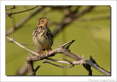 Roodkeelpieper - Anthus cervinus - Red-Throated Pipit