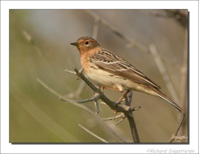 Roodkeelpieper    -    Red-Throated Pipit