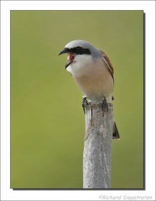 Grauwe Klauwier - Lanius collurio - Red-backed Shrike