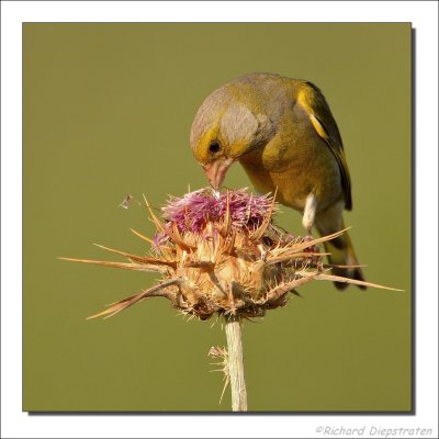 Groenling - Carduelis chloris - Greenfinch