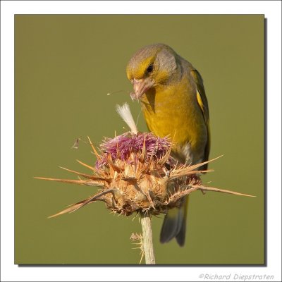 Groenling - Carduelis chloris - Greenfinch