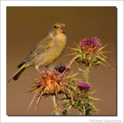 Groenling - Carduelis chloris - Greenfinch