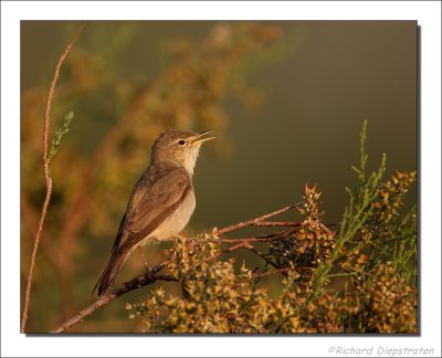 Vale Spotvogel    -    Olivaceous Warbler